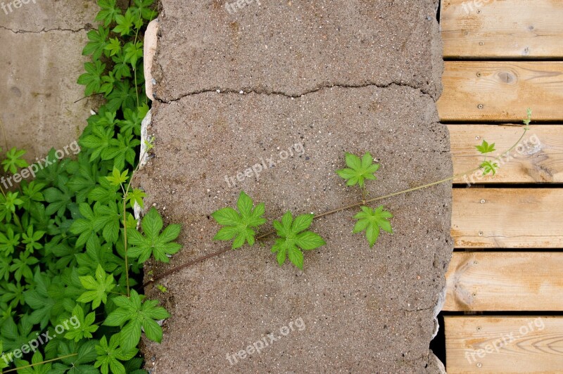 Struggle Efforts Plant Stones Road Background