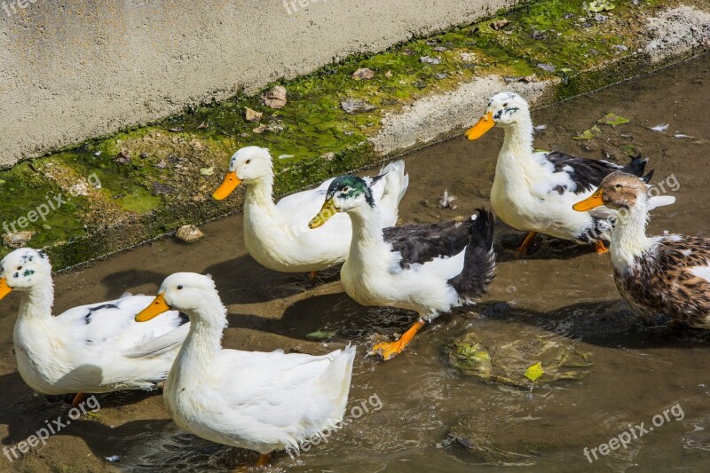 Duck Dd Nature Water River