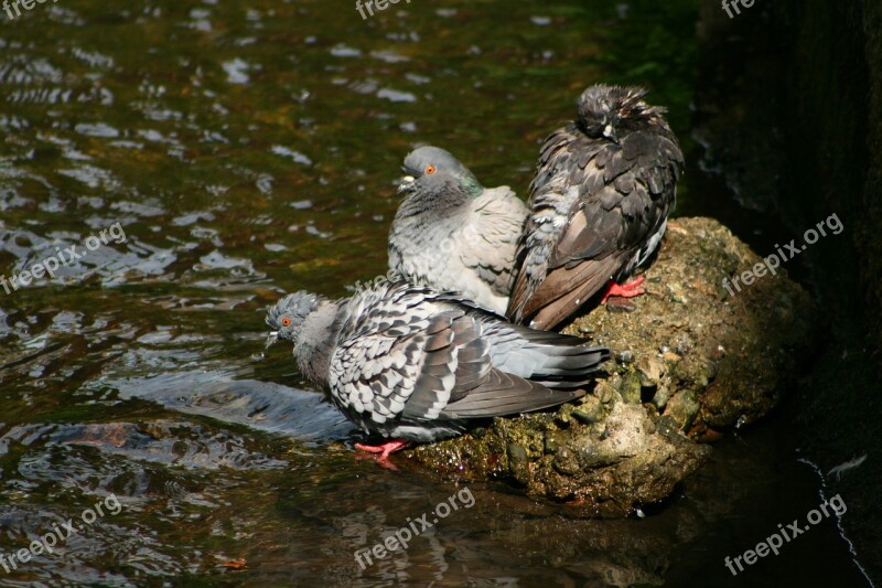 Pigeons Wet Bad Morning Toilet Bird Bath