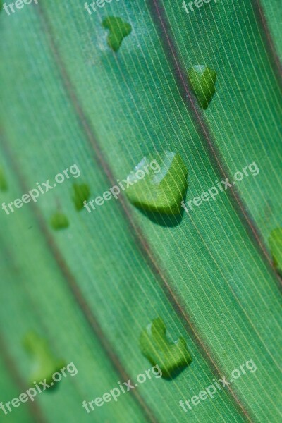 Leaves Plant Green Drop Water