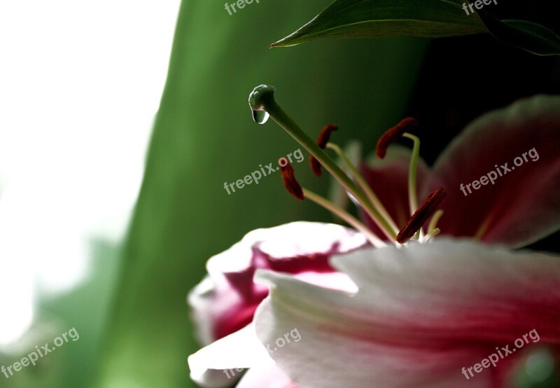 Lily Nectar Bush Lily Lelieve Onion