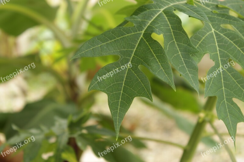 Milky Frutabomba Leaf Plant Green