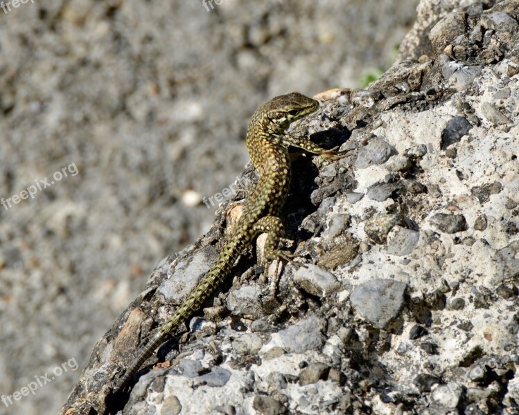 Lizard Reptile Scale Gecko Schuppenkriechtier