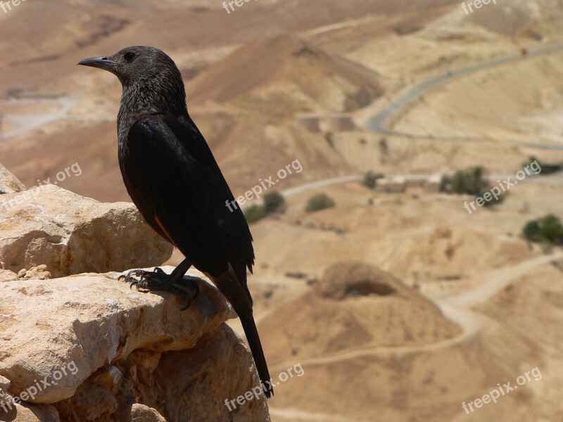 Bird Masada Israel Deadsea Black