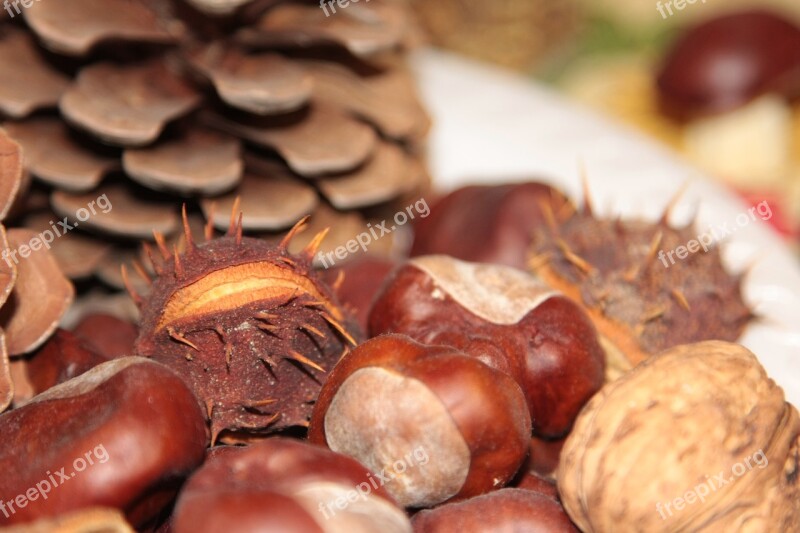 Chestnuts Cones Pine Cone Chestnut Dining Table