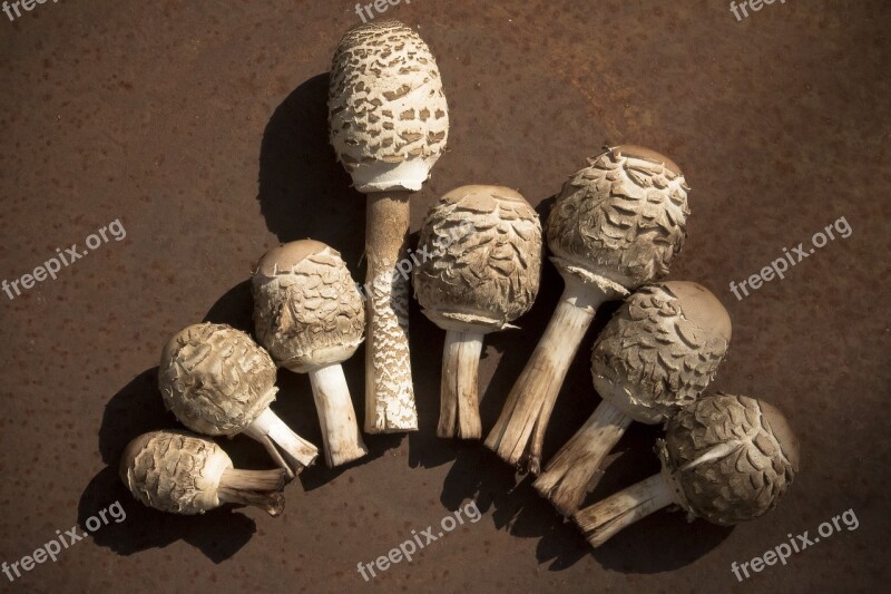 Mushroom Boletes Autumn Forest Nature