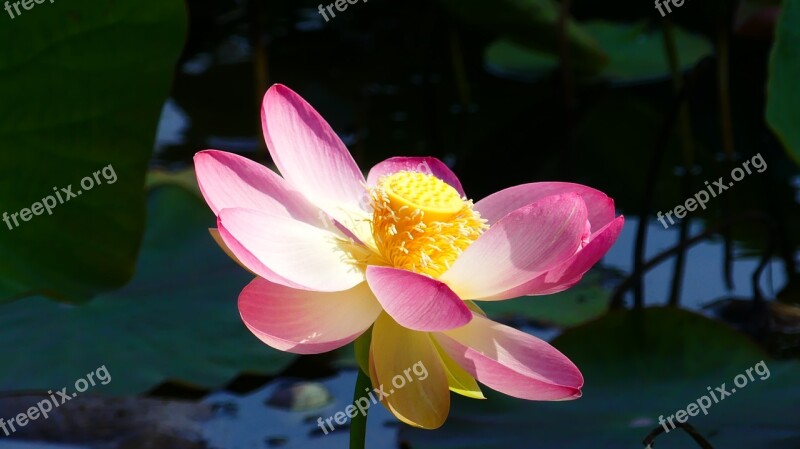 Lotus Plant Aquatic Plants Blossom Bloom