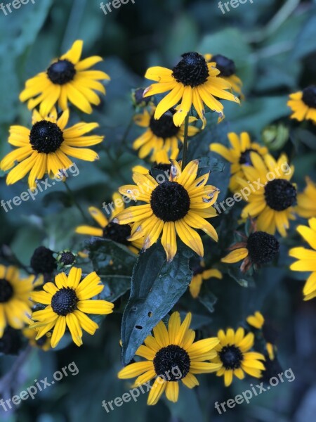 Petals Yellow Sunflowers Free Photos