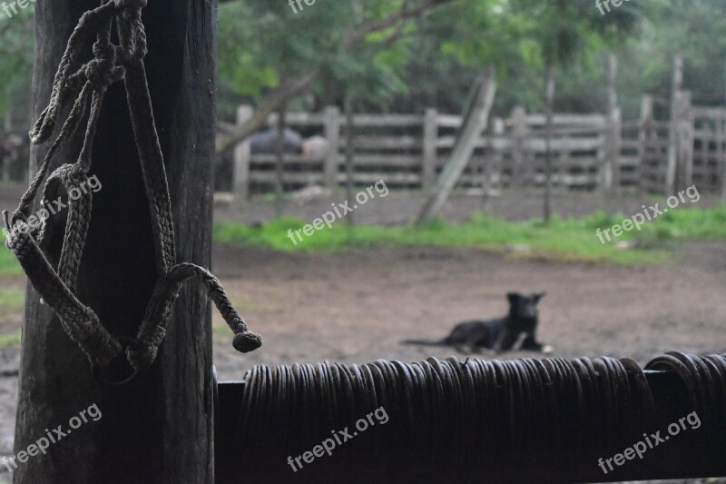 Dog Horseshoe Horse Herrero Iron