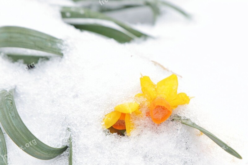 Snow Daffodils Daffodil Spring Cold Weather