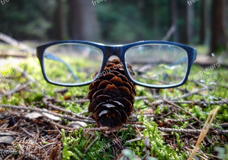 Glasses Glasses Stand Reading Glasses Tannnzapfen Artwork