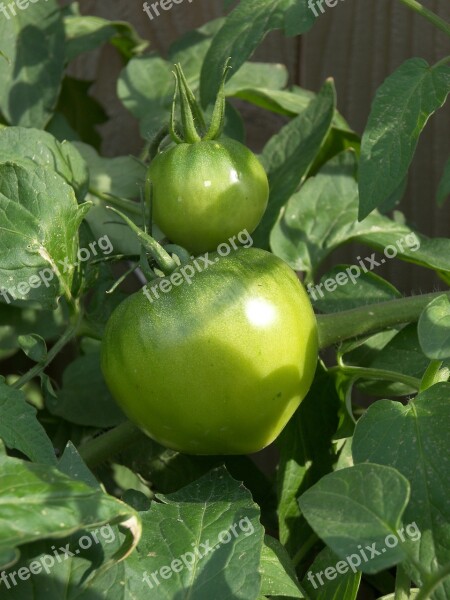 Green Tomatoes Fruit Food Fresh Vegetarian