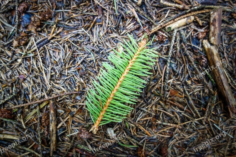 Tannenzweig Branch Green Branch Needles Green Needles