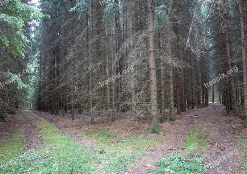 Away Path Forest Path Wet Gloomy