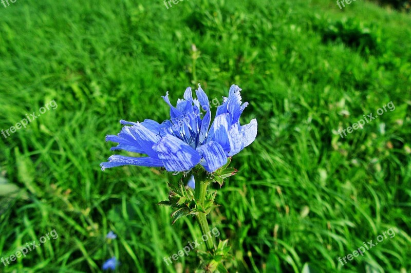 Cornflower Blue Summer Meadow Flower