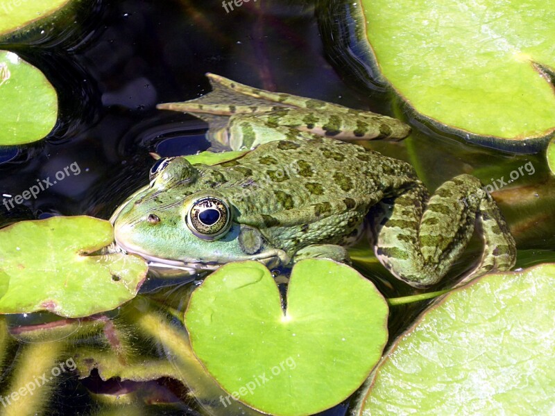 Frog Green Gerardo Animal Aquatic