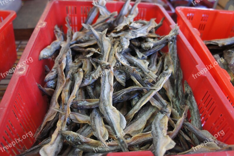 Dried Fish Food Free Photos