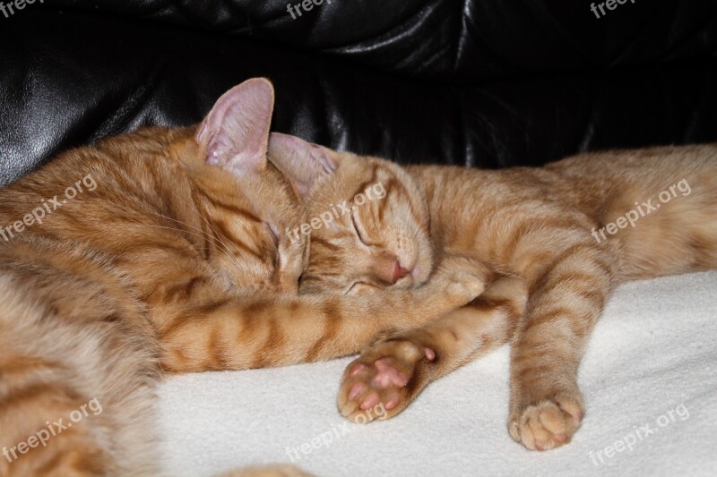 Cat Brothers And Sisters Pet Snuggle Sleep