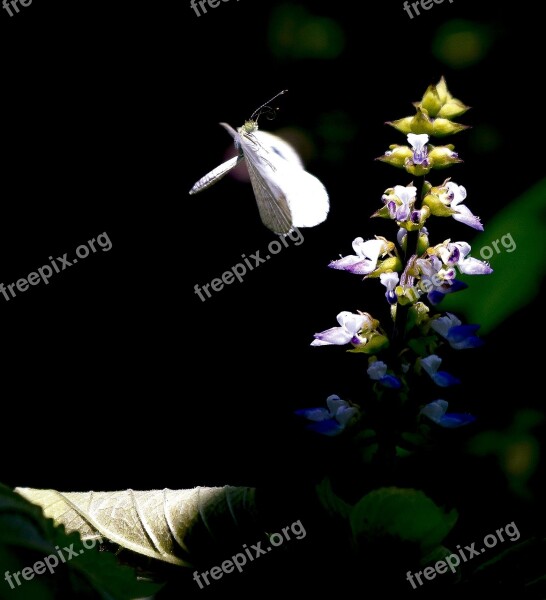 Butterfly Flower Edelfalter Free Photos