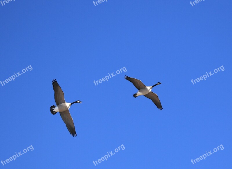 Canada Geese Flying Sky Free Photos