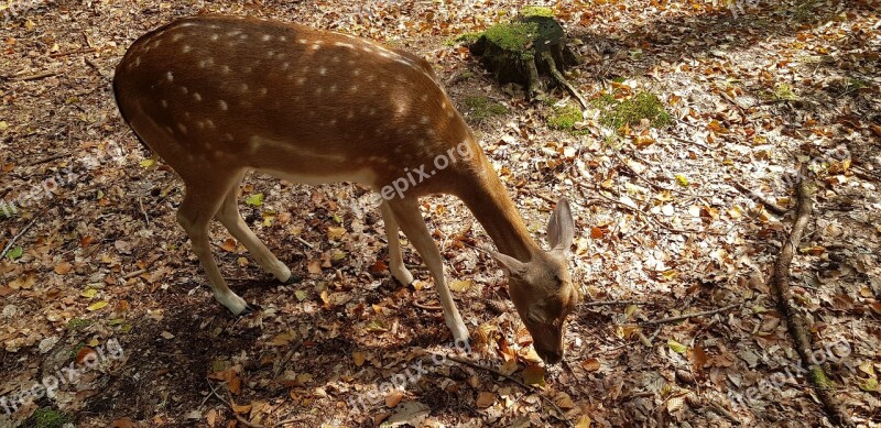 Nature Animal Forest Roe Deer Fur