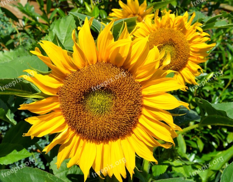 Sunflower Blossom Bloom Closeups Late Summer