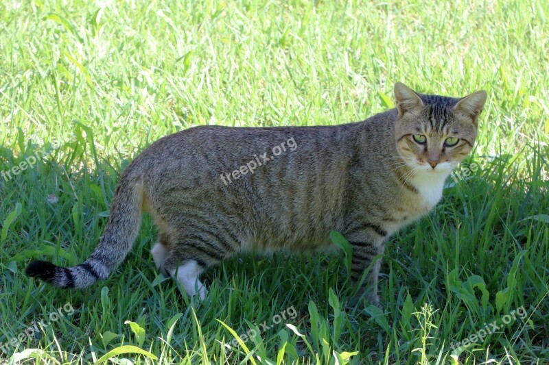 Cat Holding The Cat Grass Animal Pet