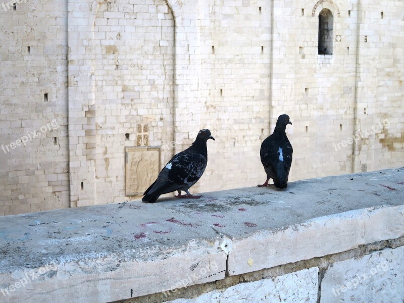 Pigeon Pair Masonry Italy Free Photos