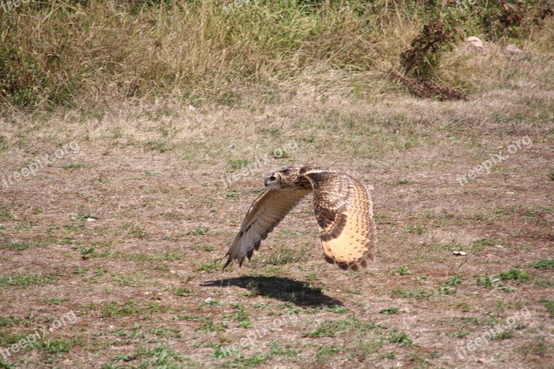 Raptors Falcon Bird Wild Sparrowhawk