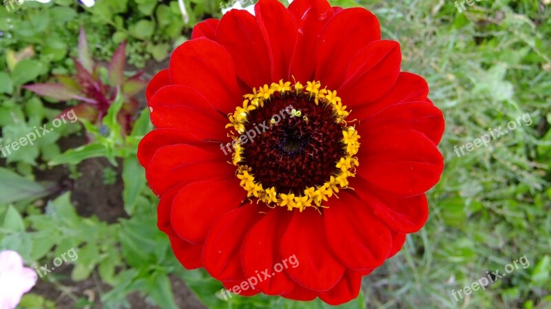 Zinnia Nature Flowers Summer Meadow