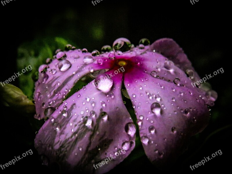 Periwinkle Flower Rain Monsoon Garden