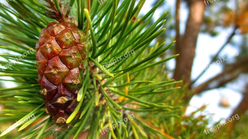 Pine Cone Branch Spruce Pine Green