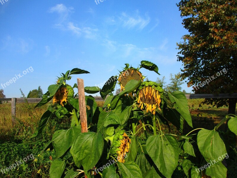 Sunflowers Sunflower Autumn Ready Sunflower Seeds