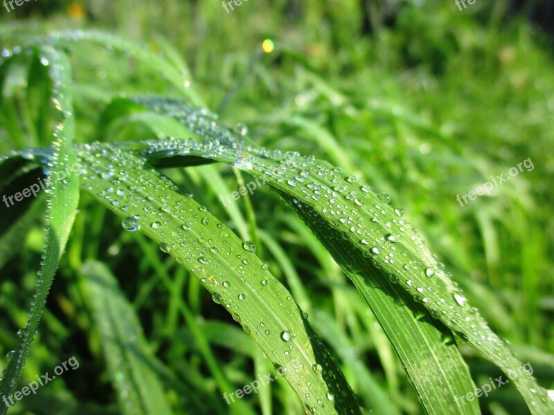 Rosa Grass Radiance Pure Morning