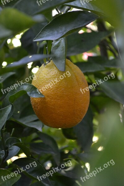 Plants Fruit Trees Orange Free Photos