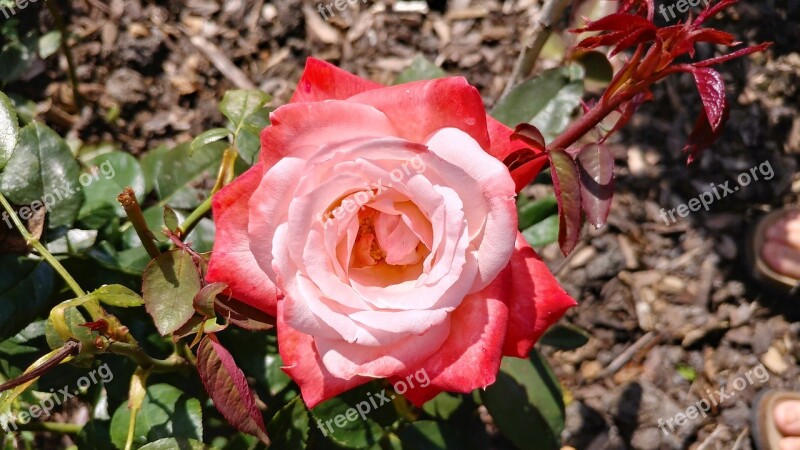 No Filter Rose Flowers Romantic Nature