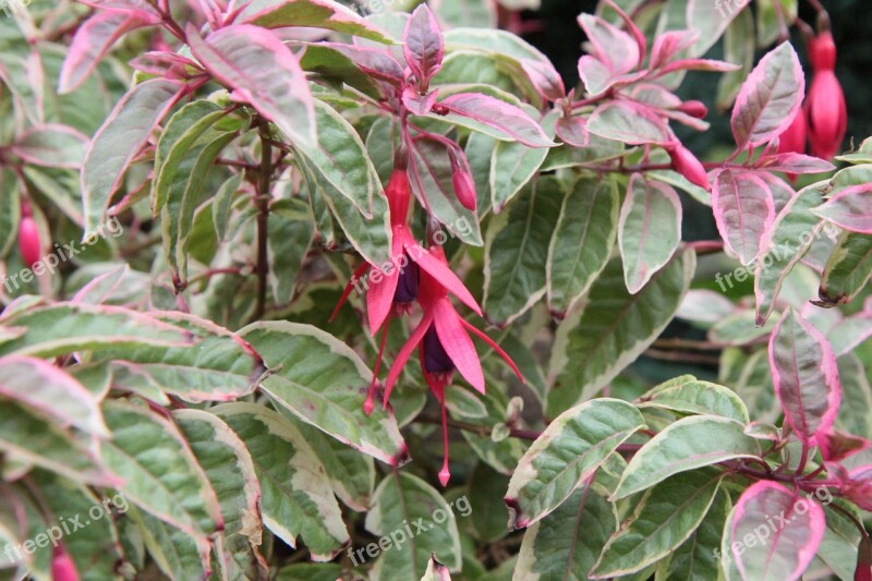 Fushia Fuchsia Variegated Fushia Flower Flowering Free Photos