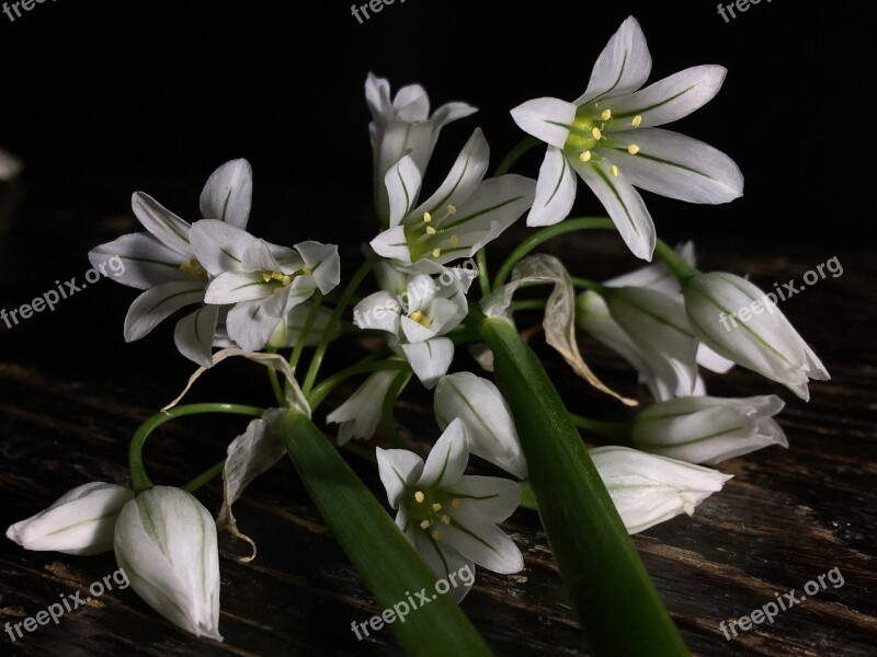 Small Flowers White Flowers Flower Plant