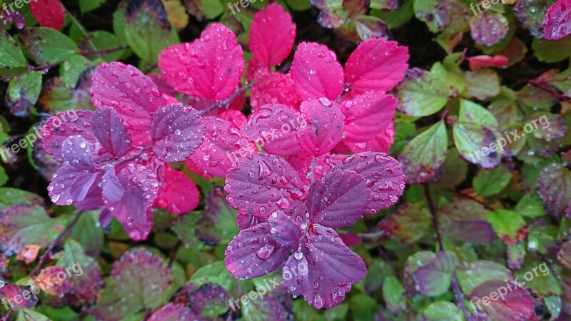 Fall Leaves Autumn Leaves Autumn Colours Fall Colors Rain Drops