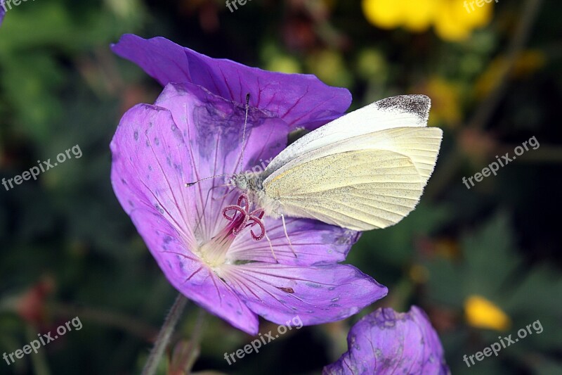 Gonepteryx Rhamni Cranesbill Geranium Walk In The Park Hamburgensien