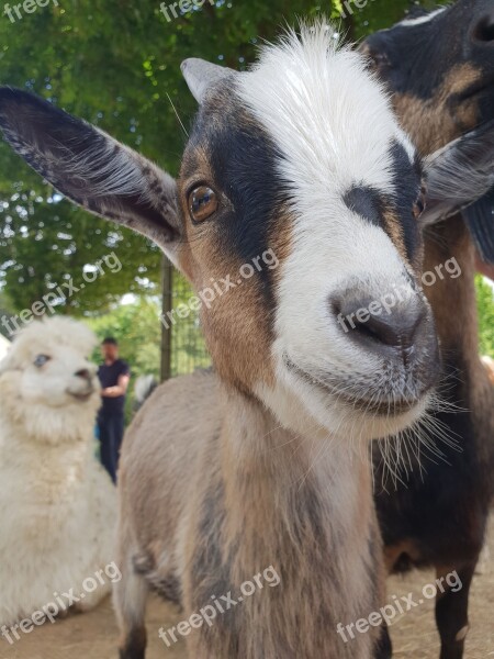 Goat Close Up Mammal Funny Snout