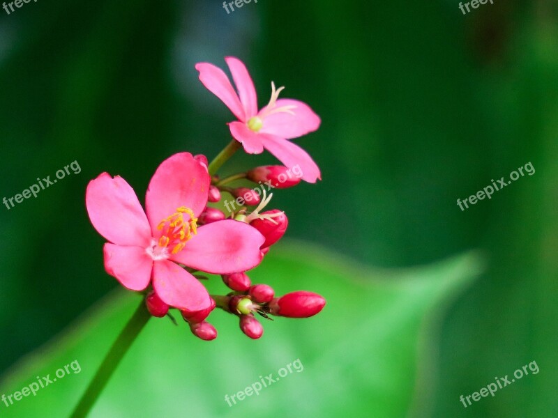 Plant Nature Flower Leaf Garden