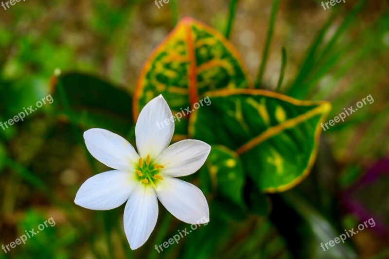 Stormy Blue Flower Natural White Yellow