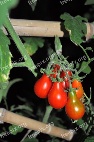 Tomatoes Vegetale Food Cool Red