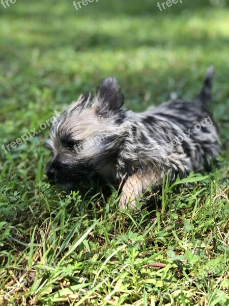 Dog Pets Puppy Cairn Terrier Free Photos