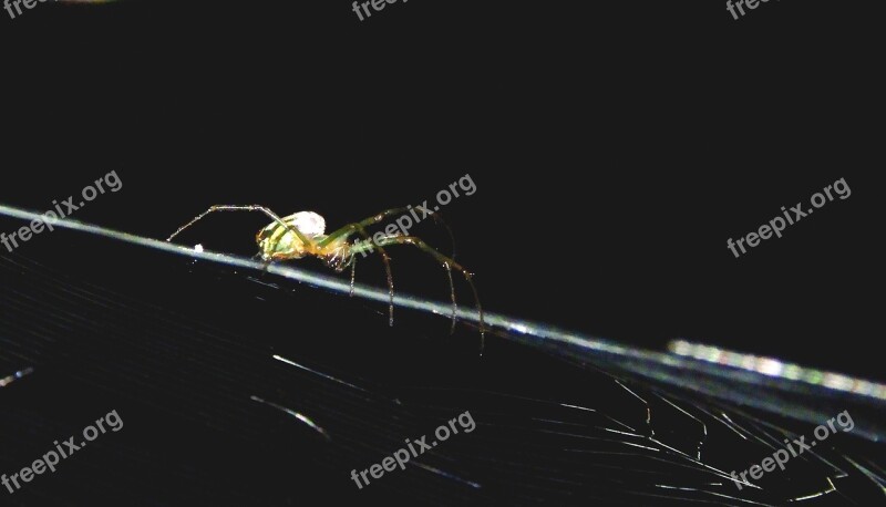 Macro Insect Garden Spider Web