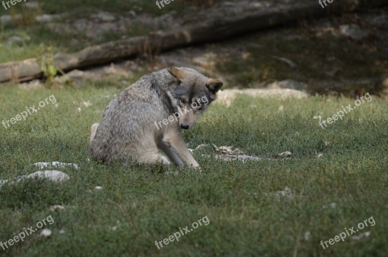 Wolf Pack Predator Wolves Nature