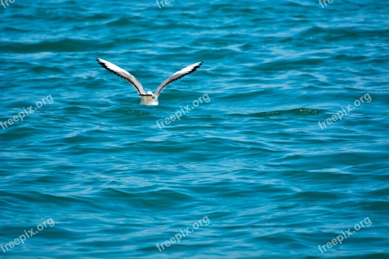 White Pigeon Sea India Indian Ocean Sea Birds