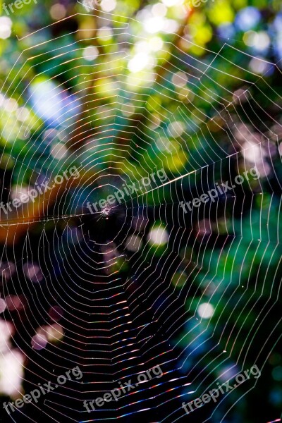 Cobweb Backlighting Nature Spider Web