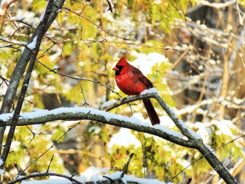 Cardinal Male Bird Nature Forest